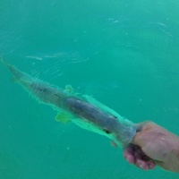 Snook