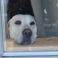 Waiting for "Daddy" to come home from Hunting!